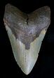 Bargain Megalodon Tooth - North Carolina #18394-1